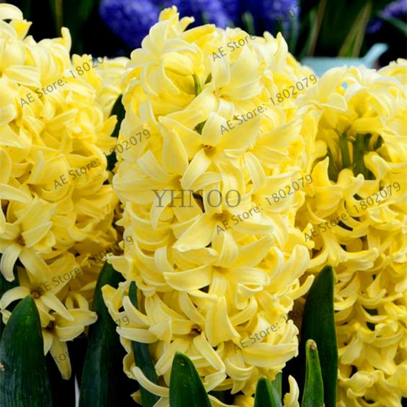Hyacinth Seeds for Planting - Fragrant Potted Bonsai Flowers, Home Garden Blooming Bulbs