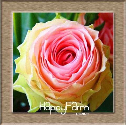 Colorful Rainbow Rose Seeds - 20 Varieties, for Bonsai & Flower Pots | Premium Planting Kit