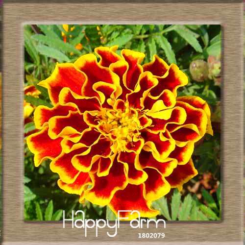 11 Varieties Maidenhair Herb & Marigold Flower Seeds - for Potted Garden