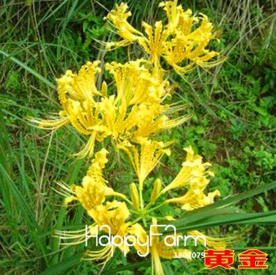 Lycoris Seeds for Planting - Perennial Garden Flowers, Easy-Grow Potted Plant Seeds for Home Gardening