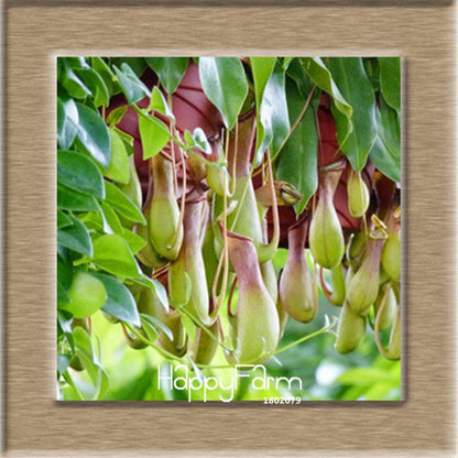 Nepenthes Seeds - Carnivorous Bonsai Plants for Balcony, Potted, Home Garden (11 Varieties)