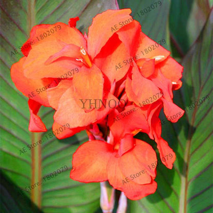 Mixed Color Canna Seeds for DIY Potted Plants | 95% Germination Rate | Indoor/Outdoor Gardening