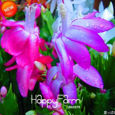 24 Color Rare Schlumbergera Bonsai Seeds - | Unique Truncatus Flower Seeds for Planting