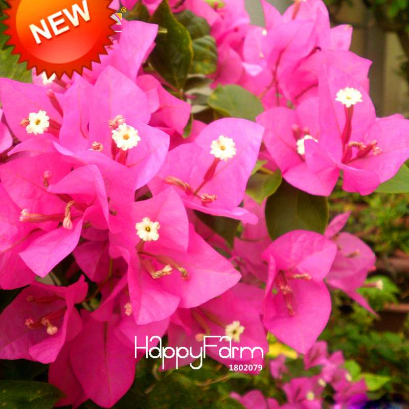 Rare Pink Bougainvillea Seeds - Perennial Bonsai Flower Plants for Home Garden (Free Shipping)