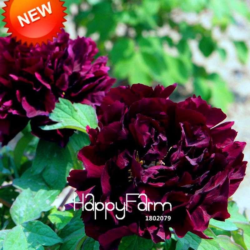 Black Purple Peony Seeds - Exotic Potted Bonsai Plant for Home Garden, Easy to Grow Flower Seeds