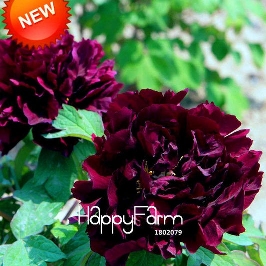 Black Purple Peony Seeds - Exotic Potted Bonsai Plant for Home Garden, Easy to Grow Flower Seeds