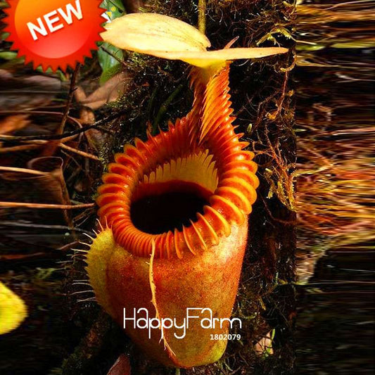 Nepenthes Seeds - Carnivorous Bonsai Plants for Balcony, Potted, Home Garden (11 Varieties)