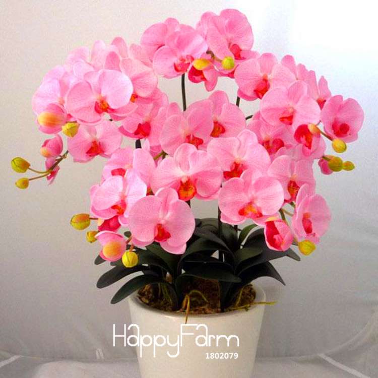 Pink Phalaenopsis Orchid Seeds - Indoor Bonsai Flowering Plant, Easy Grow, Year-Round Blooms