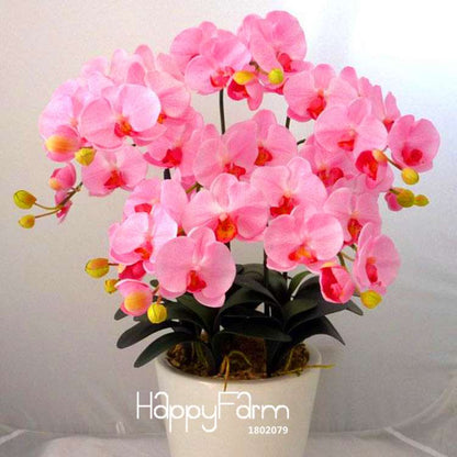 Pink Phalaenopsis Orchid Seeds - Indoor Bonsai Flowering Plant, Easy Grow, Year-Round Blooms