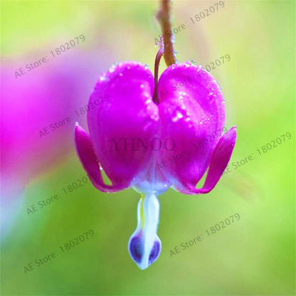 Bleeding Heart Seeds (Dicentra Spectabilis) - Orchid Seeds for Pots & Cottage Gardens