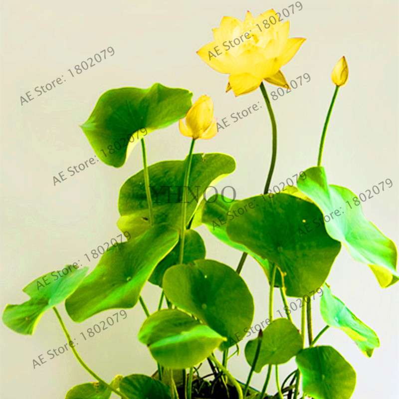 Lotus Seeds for Planting - Beautiful Water Lily Aquatic Plants for Home Garden Ponds
