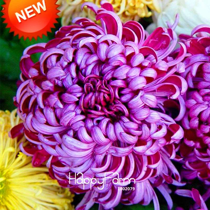 Rare Bicolor Purple & Pink Chrysanthemum Seeds - DIY Garden Flowers for Home Planting