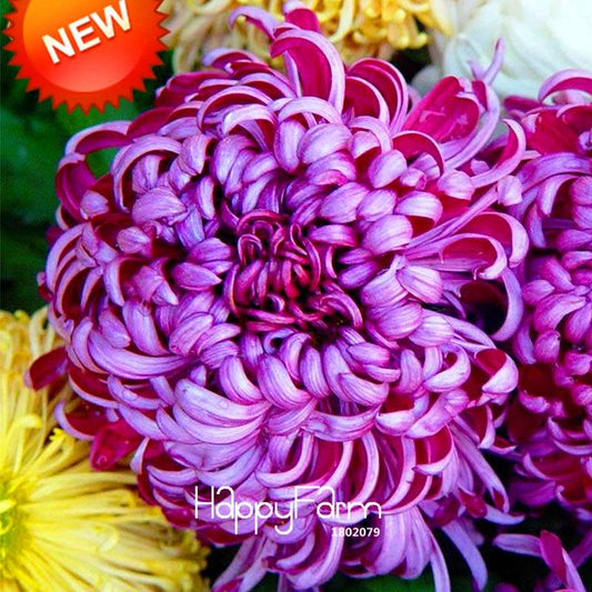 Rare Bicolor Purple & Pink Chrysanthemum Seeds - DIY Garden Flowers for Home Planting
