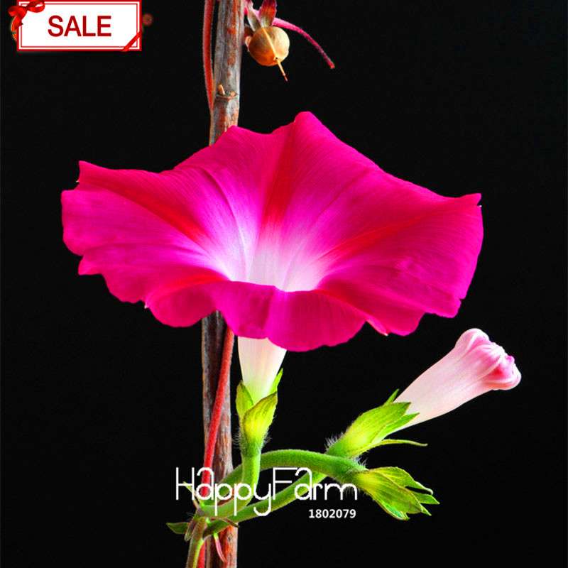 Morning Glory Seeds - Crimson Ipomoea Nil - Fast Blooming Chinese Flower Seeds for Garden