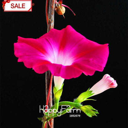 Morning Glory Seeds - Crimson Ipomoea Nil - Fast Blooming Chinese Flower Seeds for Garden