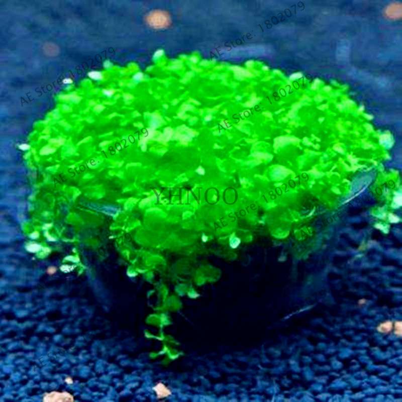 Mixed Aquarium Plants Seeds - Fish Tank Decor, Live Water Grass for Aquatic Plant Lovers