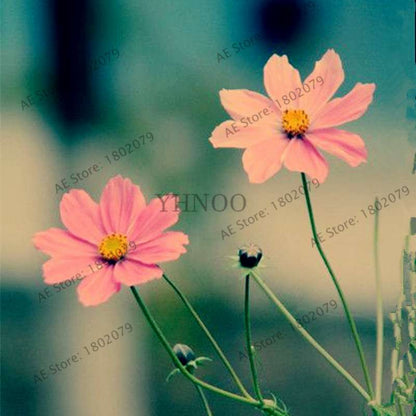 Cosmos Flower Seeds - Mixed Bonsai Seeds for DIY Home & Garden Planting - Easy Grow