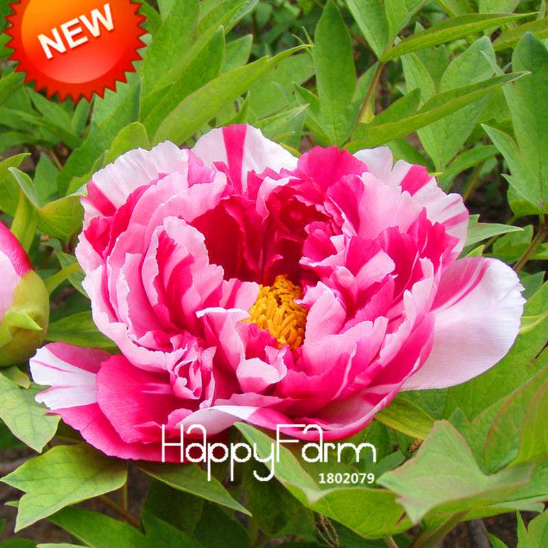 Purple & White Peony Seeds - for Home Garden, Bonsai & Potted Flowers | Premium Blooming Plant Seeds