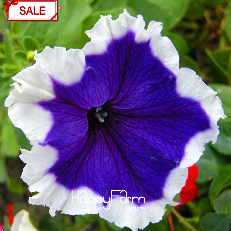 Types Ipomoea Nil Seeds - Chinese Morning Glory Flowers, Fast US Shipping