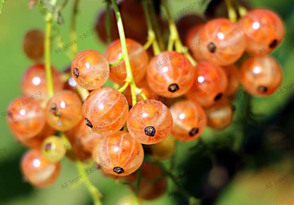 Organic Gooseberry Seeds - Fresh, Nutrient-Rich Perennial Fruit Seeds for Home Gardening
