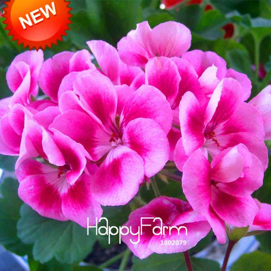 Rare Pink Butterfly Geranium Seeds - Perennial Pelargonium Peltatum for Garden