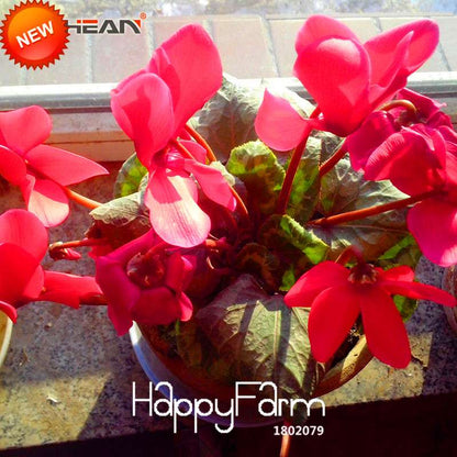 Red Cyclamen Flower Seeds - Perennial Blooming Plants for Home Garden, Easy to Grow
