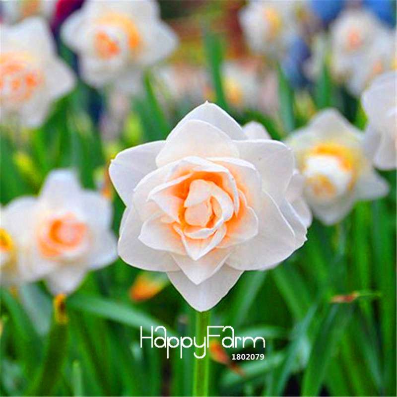 Double Petal Pink Daffodil Bonsai Seeds - Aquatic Plant Seeds for Home Garden