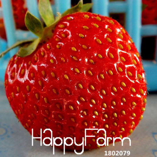 Super Giant Strawberry Seeds - Sweet Fruit for Garden, Balcony & Pots | Non-GMO, Easy Grow