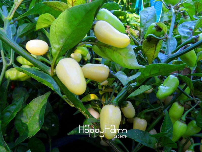 16 Hot Chili Pepper Varieties, Non-GMO Vegetable Seeds for Home Garden & Happy Farm