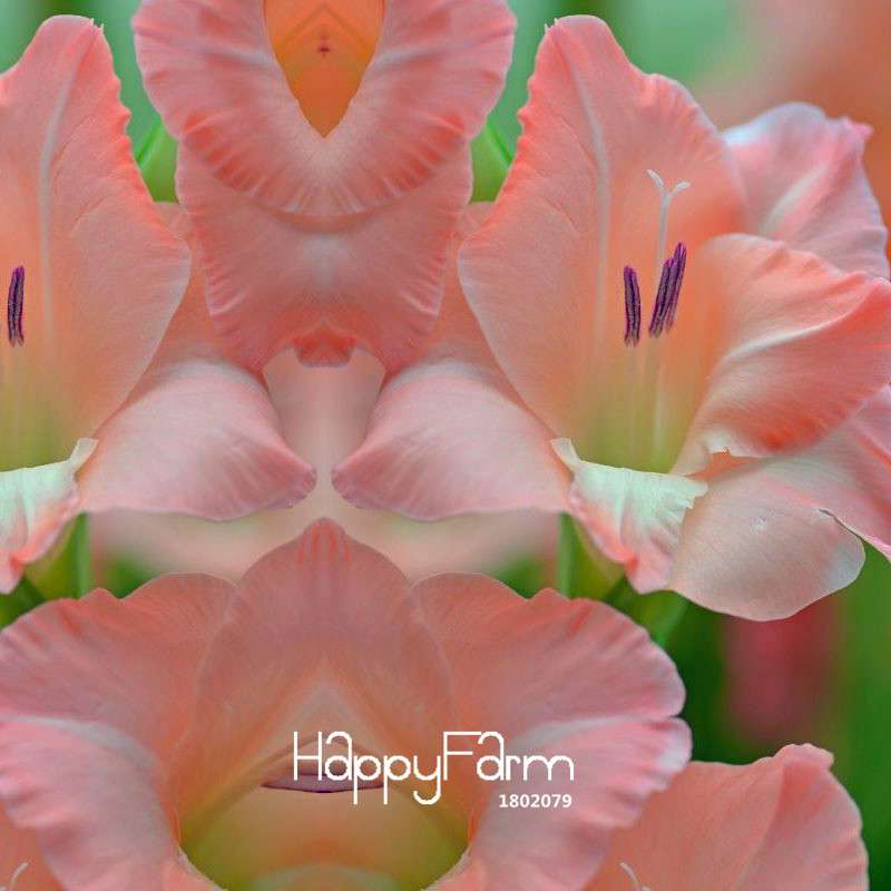 Pink Gladiolus Flower Seeds - for Home Garden, Sword Orchid Bonsai Plants