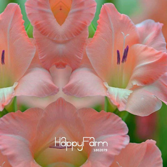 Pink Gladiolus Flower Seeds - for Home Garden, Sword Orchid Bonsai Plants