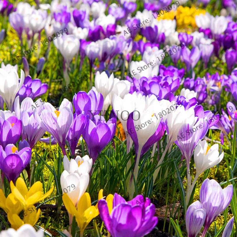 Premium Saffron Seeds - Grow Saffron Crocus Flowers for Home, Garden & Bonsai | Fast Shipping