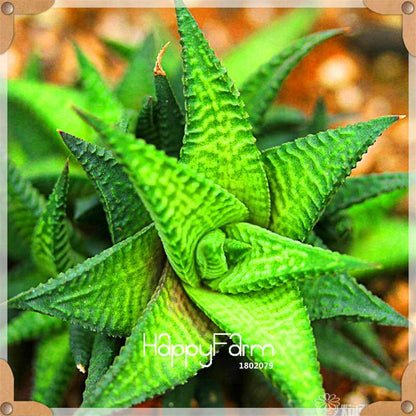 99 Varieties Lithops Seeds - Succulent & Bonsai Plants for Office, Home Garden - Easy to Grow