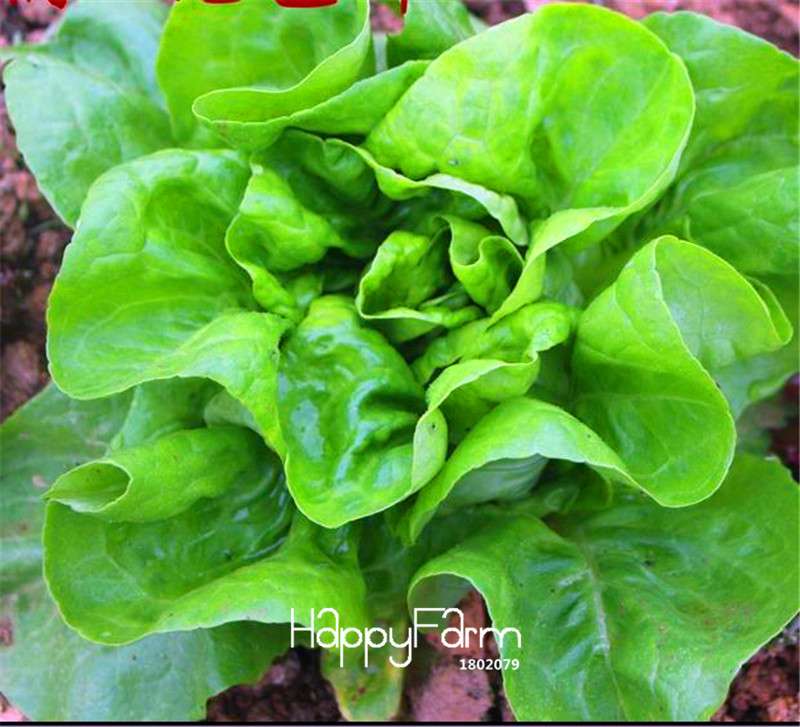 Italian Lettuce Seeds - Tasty, Easy to Grow, Perfect for Salads & DIY Home Gardening | Non-GMO