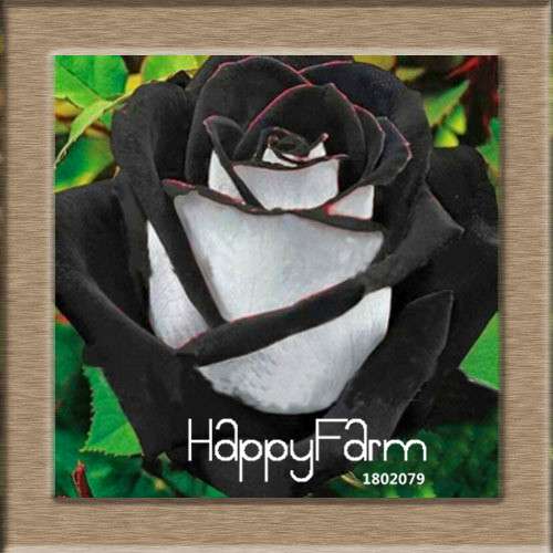 Rare White Red Edge Rose Seeds - for Balcony, Indoor & Garden Planting | Fresh Potted Flower Seeds