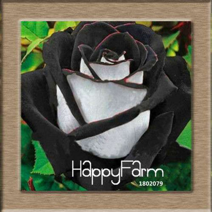 Rare White Red Edge Rose Seeds - for Balcony, Indoor & Garden Planting | Fresh Potted Flower Seeds