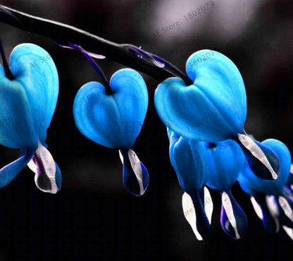 Bleeding Heart Seeds (Dicentra Spectabilis) - Orchid Seeds for Pots & Cottage Gardens