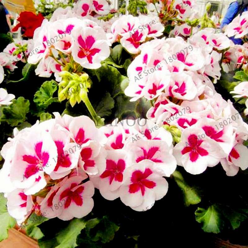 Rare Mixed Color Geranium Seeds - Vibrant Variegated Potted Flowers for Garden & Bonsai | Fast Shipping