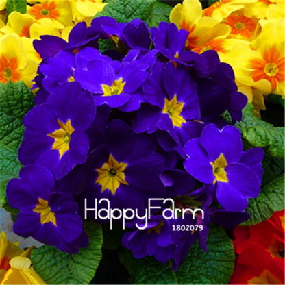Rare Primrose Seeds (Primula malacoides) - Europe Bonsai Flower Seeds for Home Garden & Outdoor Planting