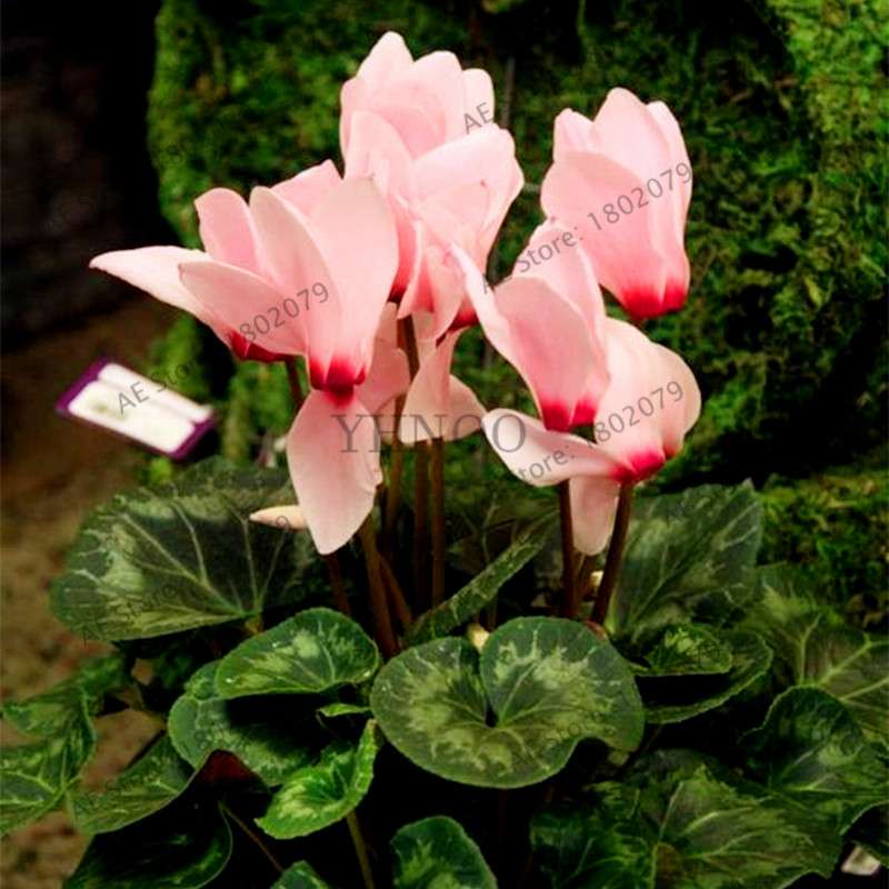 Cyclamen Seeds - Perennial Bonsai Plants for Home & Garden, Easy to Grow, Fast Shipping
