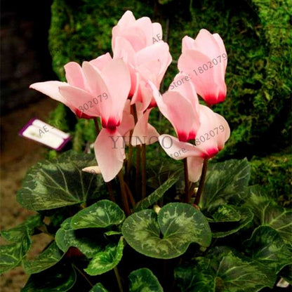 Cyclamen Seeds - Perennial Bonsai Plants for Home & Garden, Easy to Grow, Fast Shipping