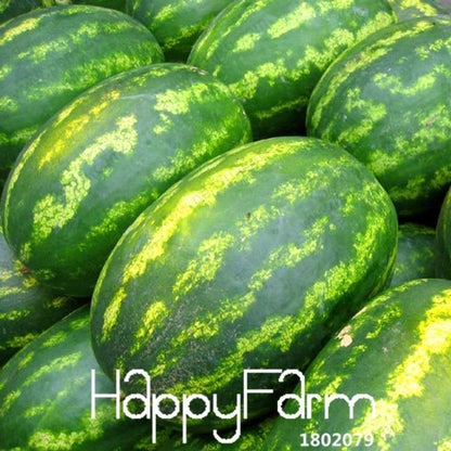 Giant Watermelon Seeds - Non-GMO, Sweet & Juicy Fruit Seeds for Planting - USA Garden Ready