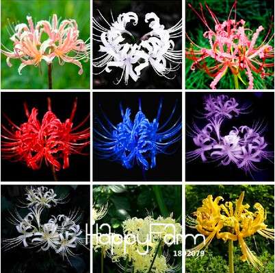 Lycoris Seeds for Planting - Perennial Garden Flowers, Easy-Grow Potted Plant Seeds for Home Gardening