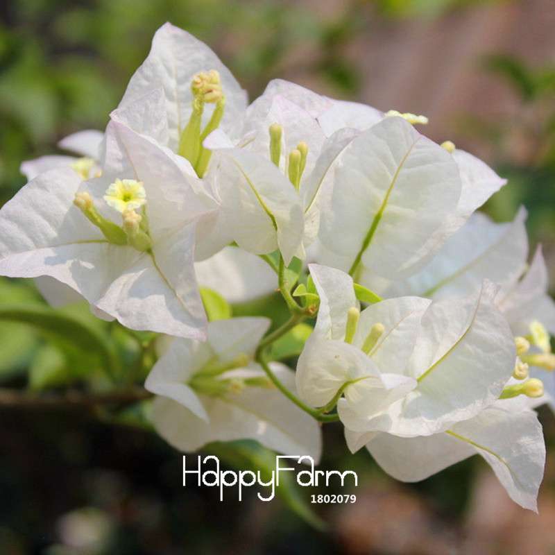White Bougainvillea Spectabilis Seeds - Vibrant Flowering Plants for Garden & Bonsai
