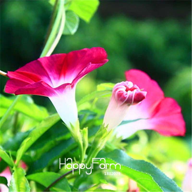 Types Ipomoea Nil Seeds - Chinese Morning Glory Flowers, Fast US Shipping