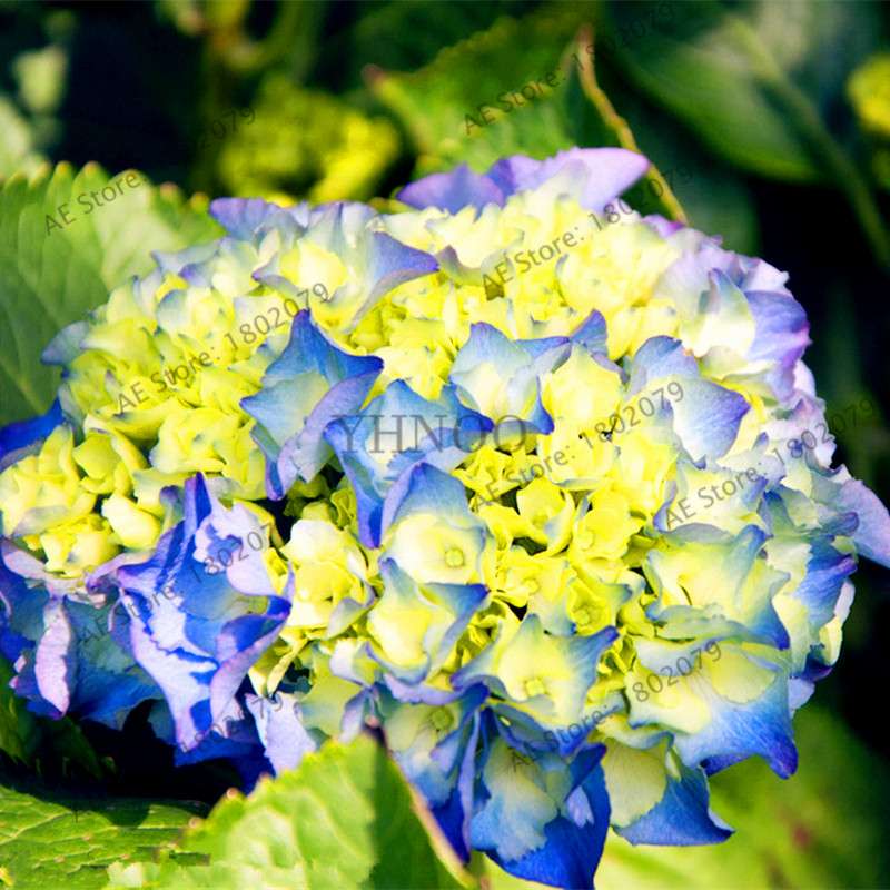 Hydrangea Seeds - Perennial Flowers for Wedding, Party, Home & Garden | Easy Grow Beautiful Blooms