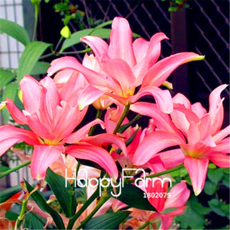 Lily Flower Seeds - Easy to Grow Bonsai Plants for Home & Garden | Fast Blooming