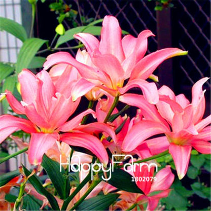 Lily Flower Seeds - Easy to Grow Bonsai Plants for Home & Garden | Fast Blooming