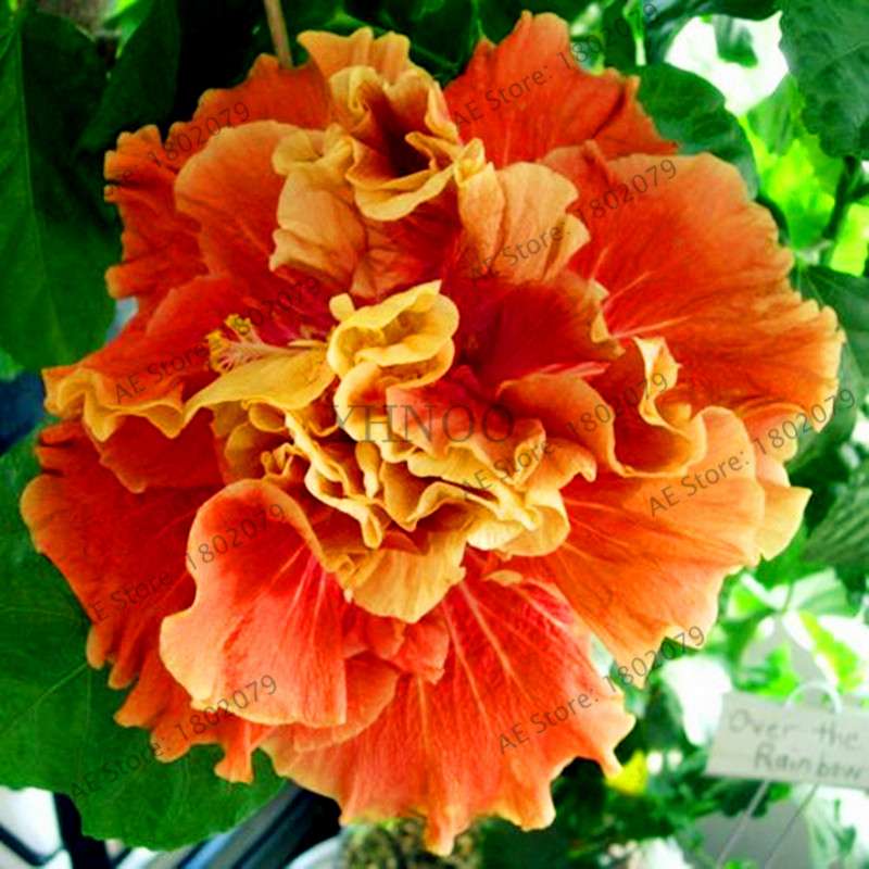 Colorful Bonsai Hibiscus Seeds - Perennial Flower for Home Garden Planting, Hibiscus Mutabilis