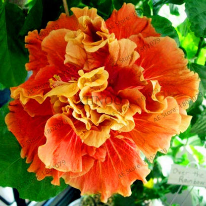 Colorful Bonsai Hibiscus Seeds - Perennial Flower for Home Garden Planting, Hibiscus Mutabilis